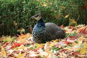 80 Peacock among Leaves