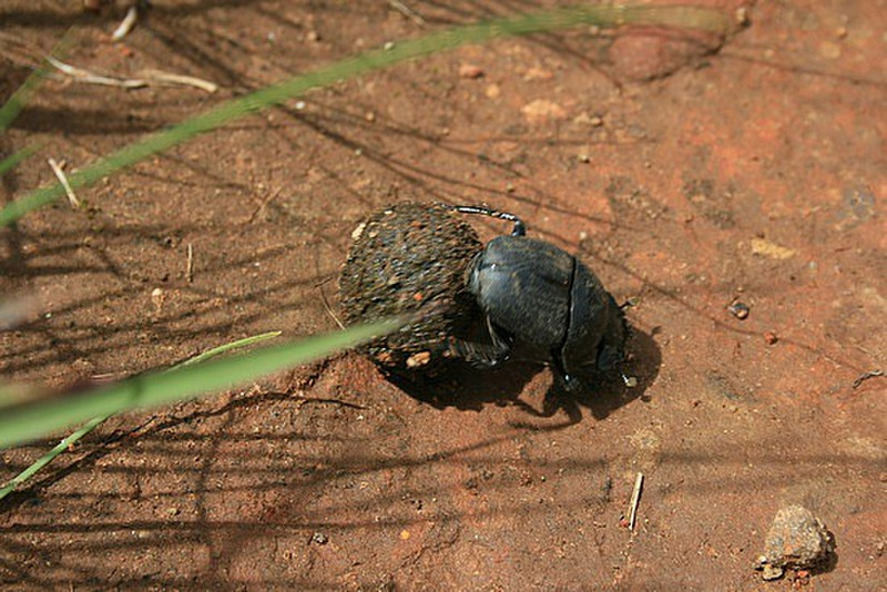 20 Dung Beetle