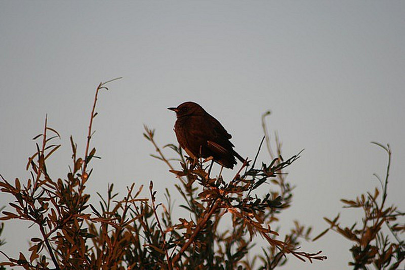 04 Brown Bird