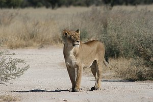 38 Lioness