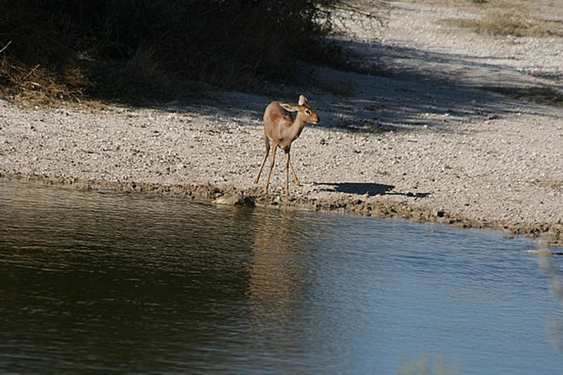 10 Steenbok