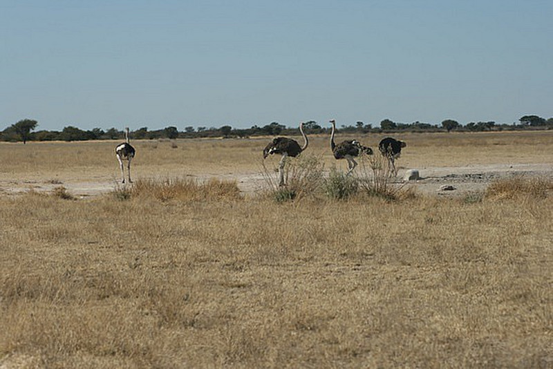 15 Ostriches