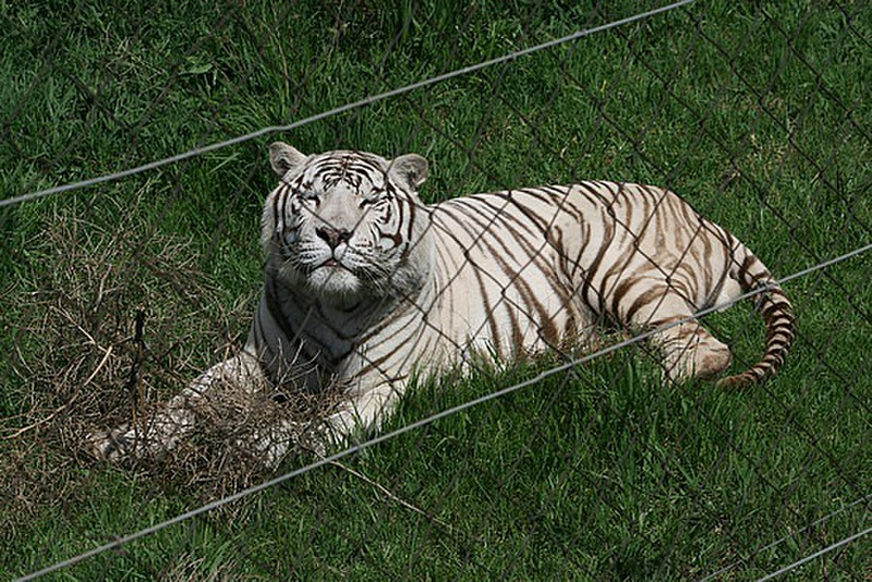 07 Tiger