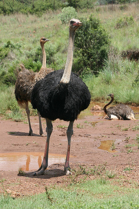 20 Ostriches