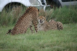 45 Cheetah