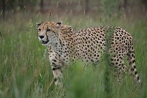 52 Cheetah