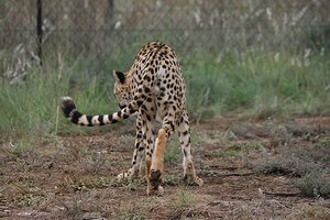 54 Cheetah