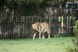 60 Cheetah Run