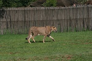 65 Cheetah Run Take 2