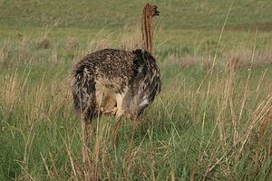 95 Ostrich