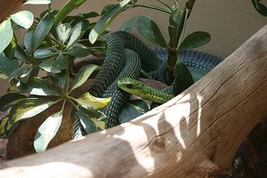 01 Green Snake