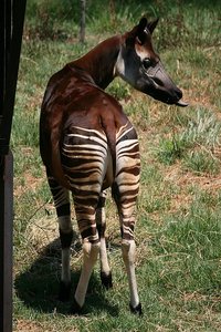 43 Okapi