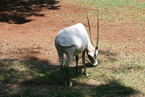 48 White Oryx