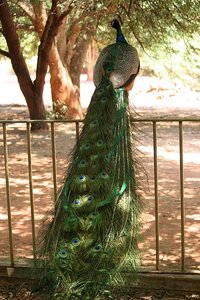 54 Peacock