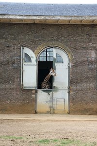 113 Giraffe