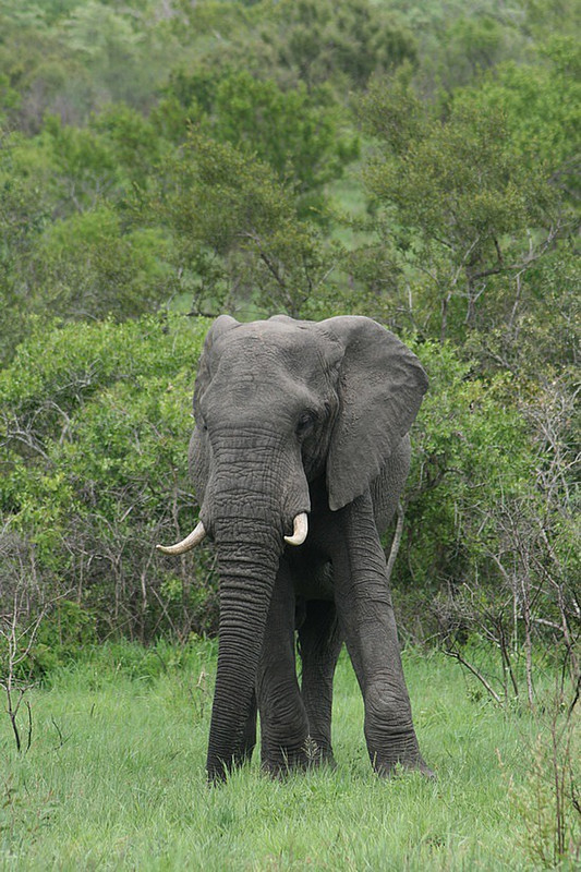 17 Elephant 