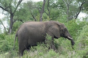 36 Elephant