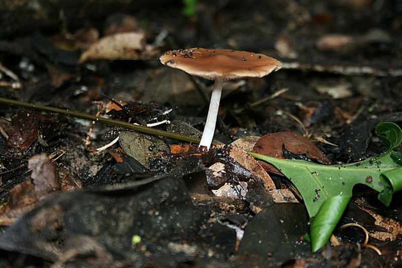 05 Mushroom