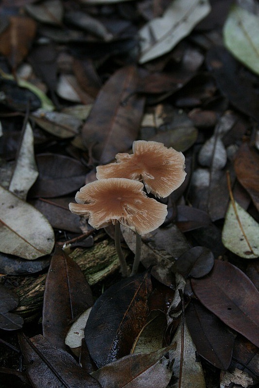 19 Mushrooms