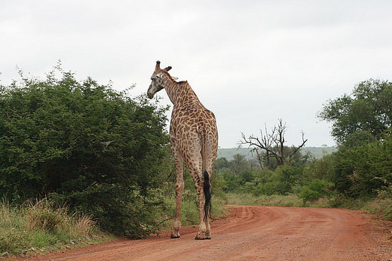07 Giraffe