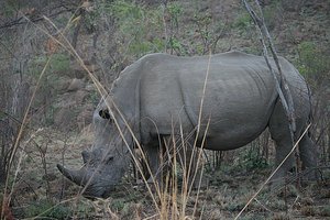 37 Rhino