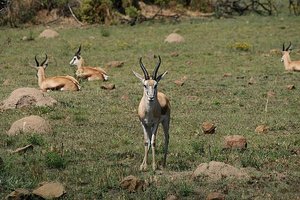 39 Springbok