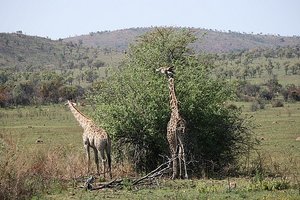 45 Giraffe