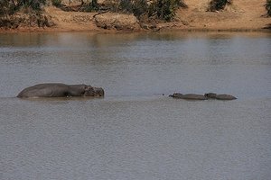 56 Hippos