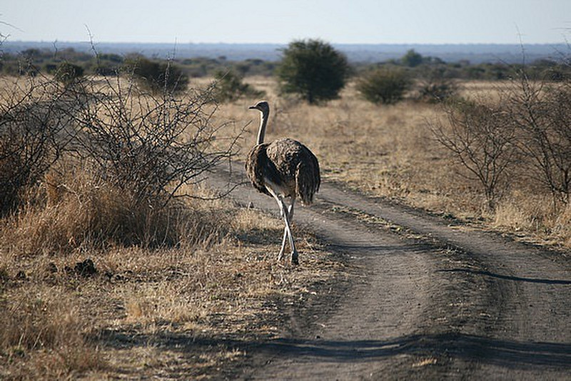 06 Ostrich