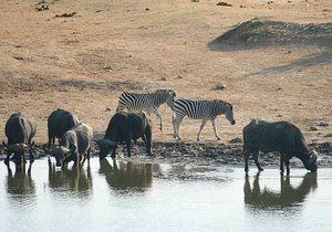 39 Zebras