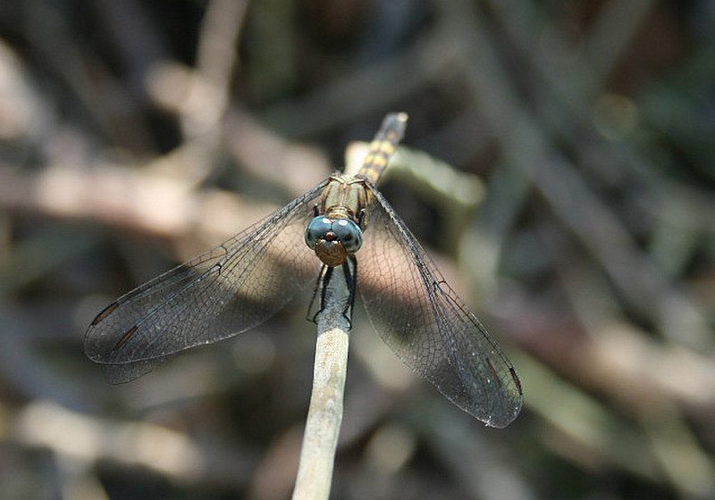 07 Dragonfly