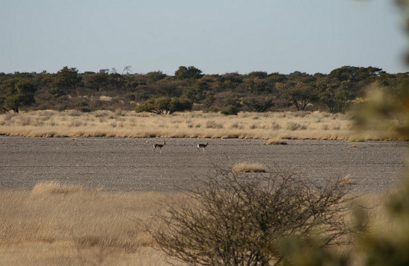 06 Springbok
