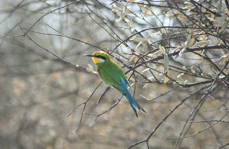 20 Bee Eater