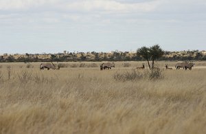 26 Antelopes