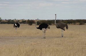 28 Ostriches