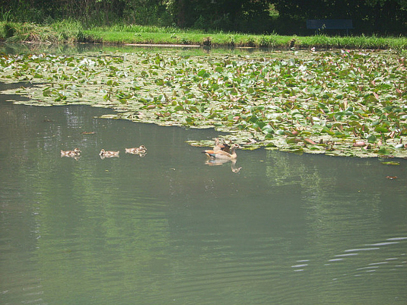 02 Ducklings