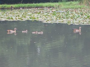 01 Ducklings