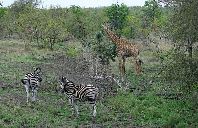 16 Giraffe &amp; Zebra