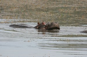 41 Hippo