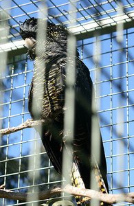24 Black Cockatoo