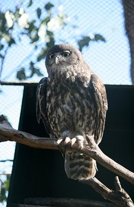 29 Owl