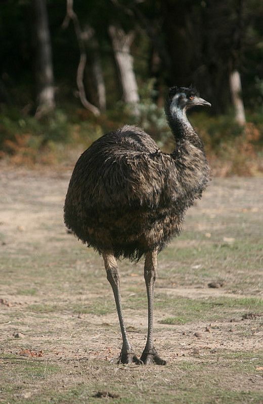 10 Emu