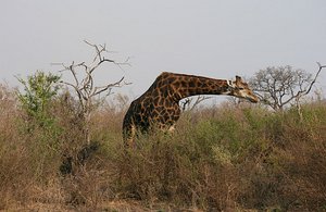 01 Giraffe