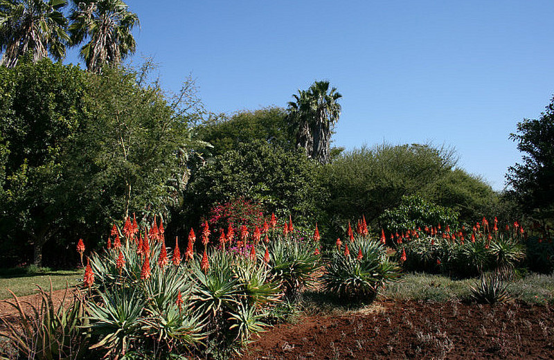 08 Aloes