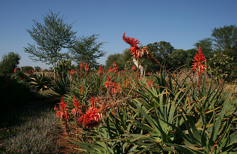 10 More Aloes
