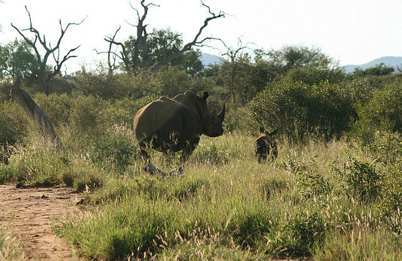 02  Mother and Calf