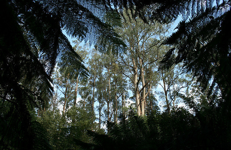 06 Eucalyptus