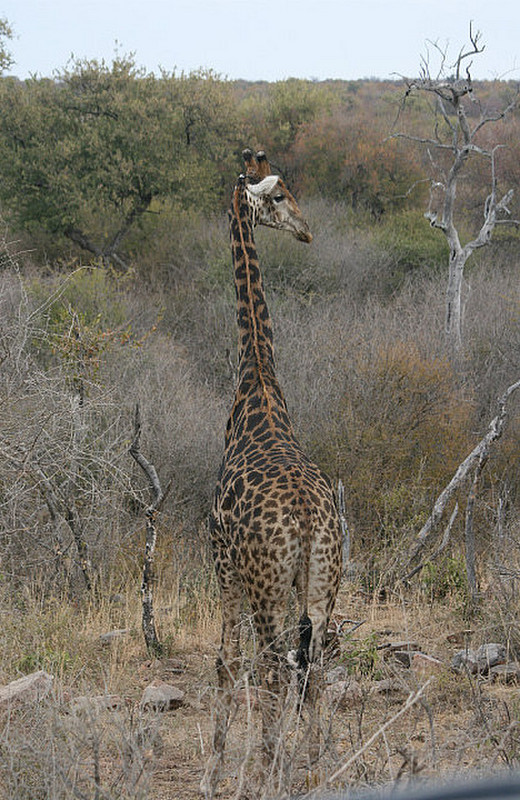 01 Giraffe