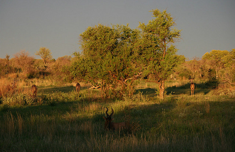 15 Red Hartebeest