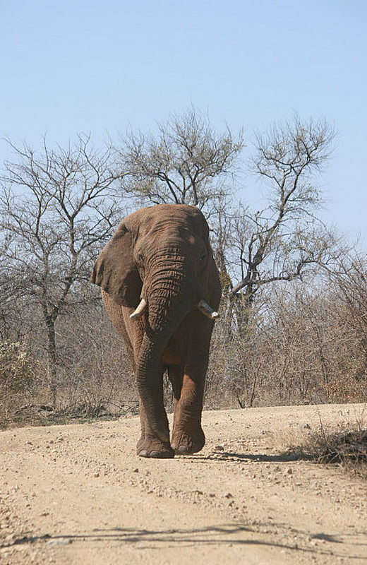 01 Male Elephant